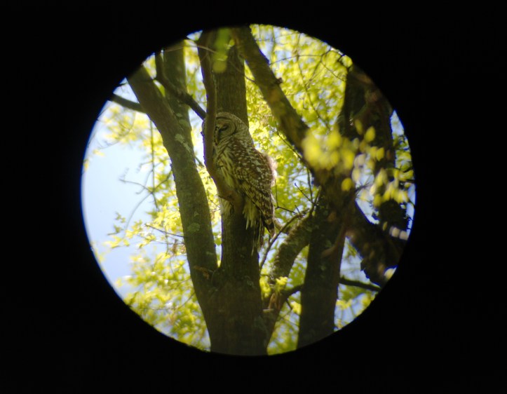 Looking at Barred Owl through Spotting Scope