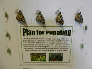 Monarch Butterflies Emerge in Pupation Chamber. Ensure plenty of space for them to spread and dry their wings.