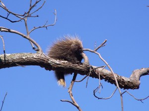 Porcupine in Tree at High Point State Park, NJ