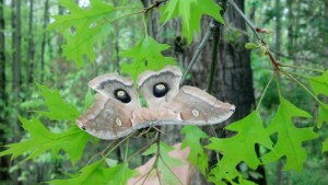 Hatched Polyphemus Moth placed outside on Pin Oak Tree