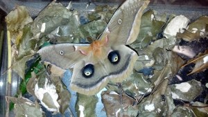 Hatched Polyphemus Moth