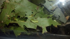 Polyphemous Moth Caterpillars 1