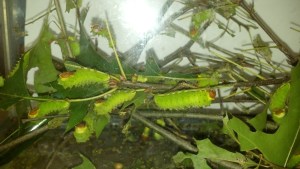 Polyphemous Moth Caterpillars 2