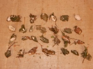 polyphemous moth cocoons x28