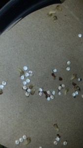 Polyphemous Moth Eggs hatching upclose on paper bag