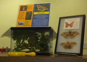 Polyphemous Moth Display