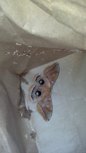 Polyphemous Moth Laying Eggs in Paper Bag