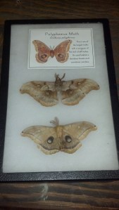 Polyphemous Moth Riker Mount Display Top and Bottom
