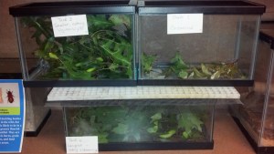 polyphemus moth caterpillar rearing area