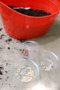 Planting a Three - Sisters Garden