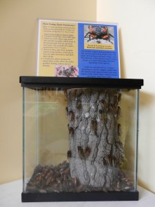 17 Year Cicada Display