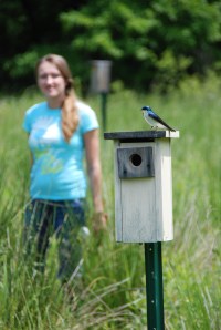 Tree Swallow at Becker Farm Bluebird Box 