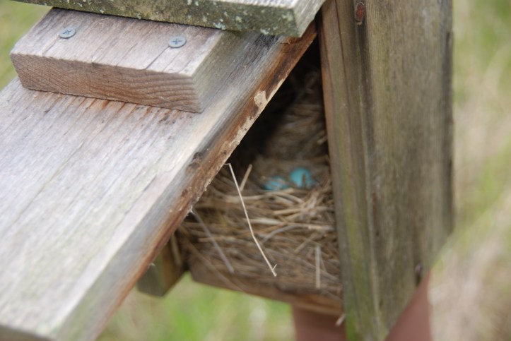 Bluebird Eggs in Box