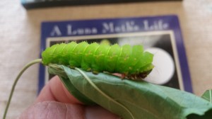 Luna MothLuna Moth Caterpillar