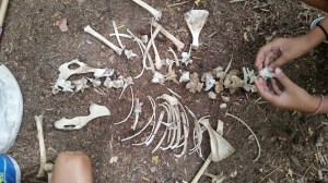 Oh Deer, Nature Into Action