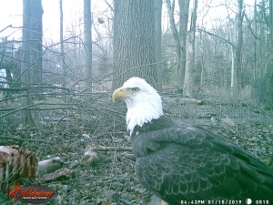 critter camera, nature into action