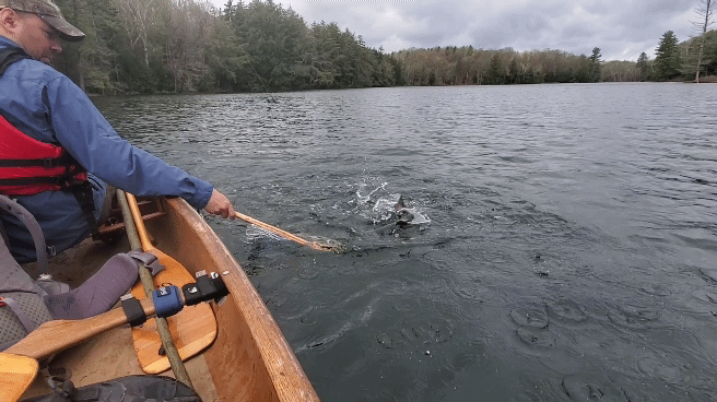 Alex brook trout.gif