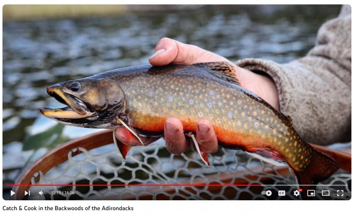 Adirondack Trout Recovery – Nature Into Action